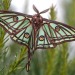 trulyvincent:Spanish Moon Moths