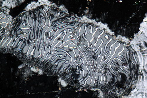 WormyThis is a microscopic image of a myrmekitic feldspar. This wormy texture is a single, 2 millime
