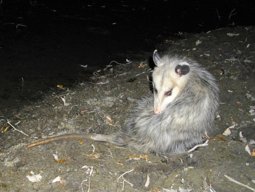 opossums