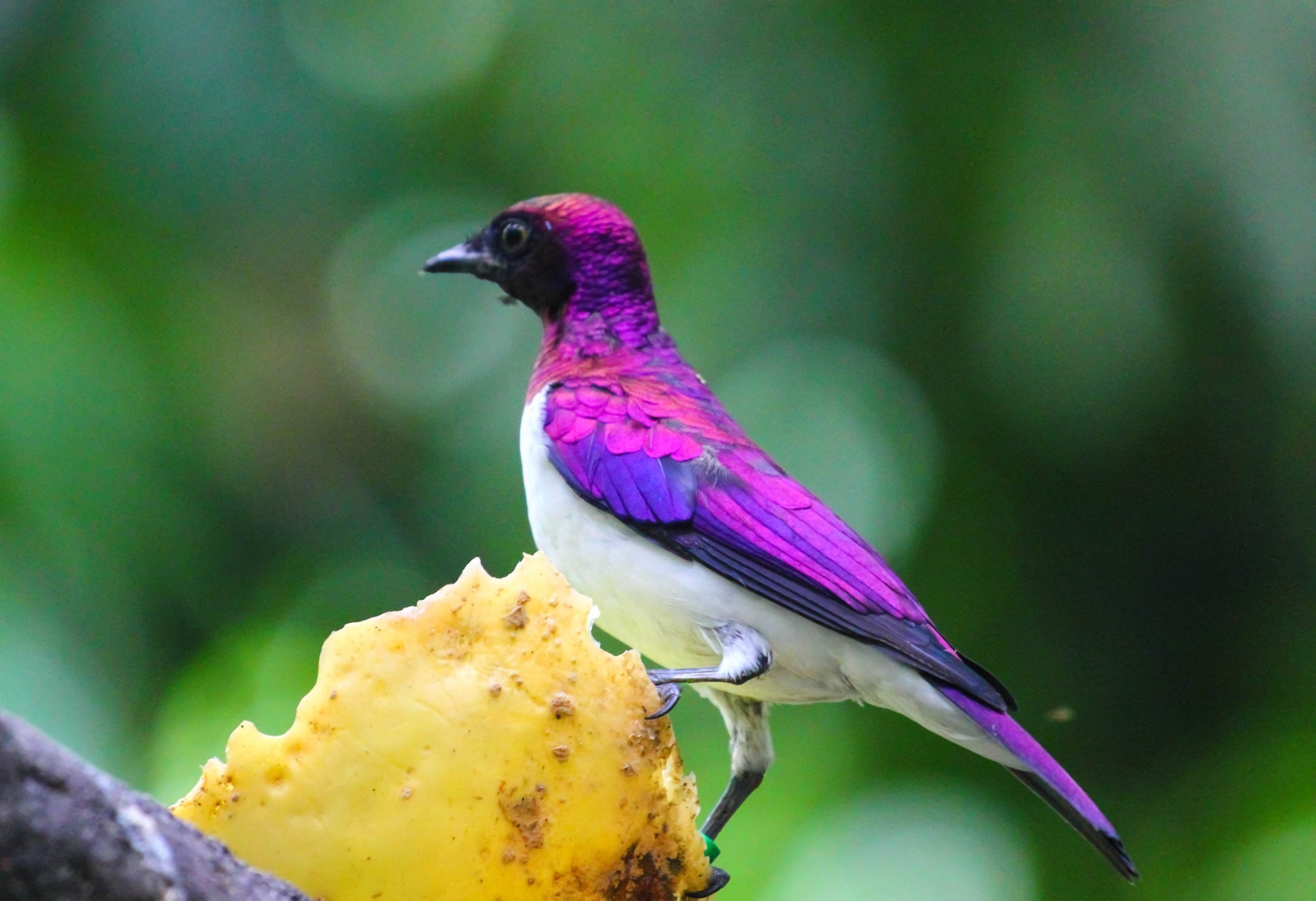 Violet backed starling