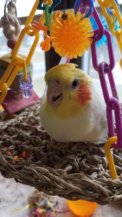 zwiebelkuchen:   sweetiesugarbird:   talkatiels:  Wade loves his trapeze.  P   @lotsandlotsofbirds !!! 