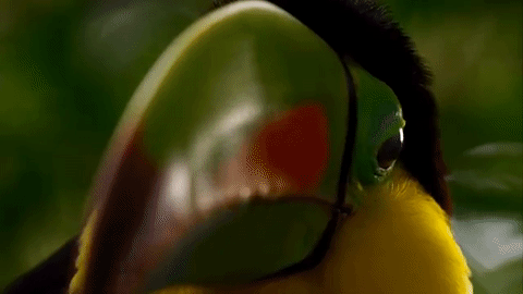 the-future-now:   Watch: The trailer for ‘Planet Earth 2′ is here — and it