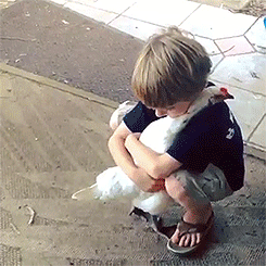 colbaltdrg:  mewiet:  retrogradeworks:  I love to see children who are so delicate and gentle with animals.  It warms my heart amidst a sea of brats pulling cats’ tails and getting whacked. Also JESUS THAT’S A SNUGGLY CHICKEN.  I love how she reaches