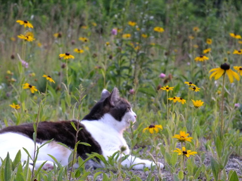 shadowminus711:miss michi with flowers at sunset~