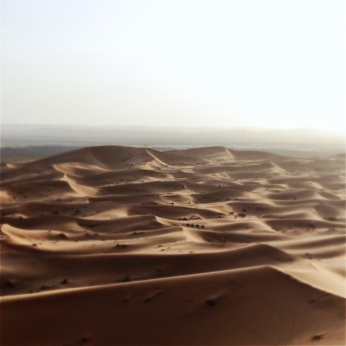 The Sahara.