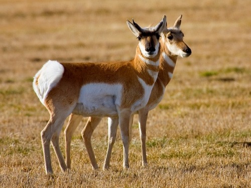 kuttithevangu:wapiti3:pronghorn (Antilocapra americana)The pronghorn (Antilocapra americana) is a sp