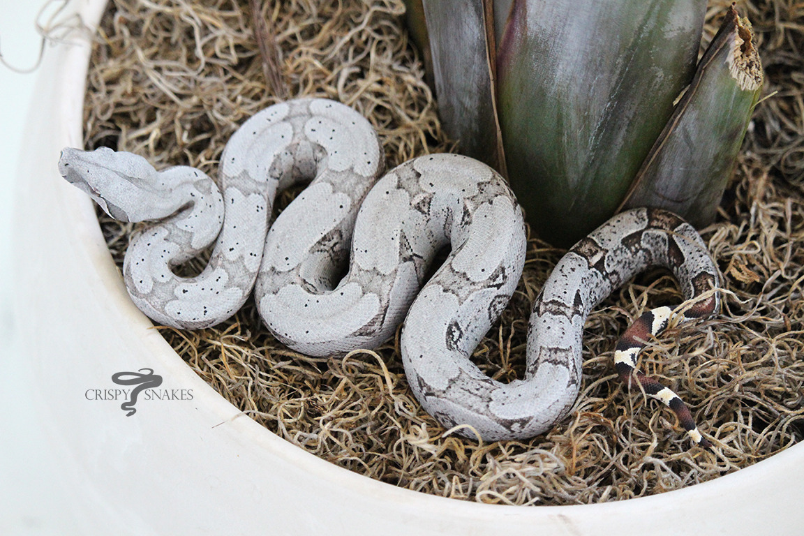 Snowwhite Snow  Rosy Boa Morphs