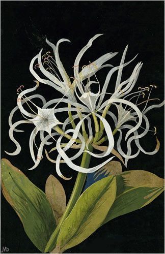 Mary Delany, Pancratium Maritinum (Hexandria Monogynia), Sea Daffodil, 1778