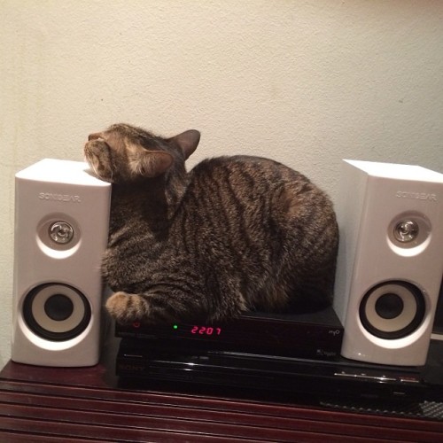 cute-pet-animals-aww: My cat decided he would sleep in the one place he didn’t fit