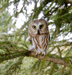 isawatree:  Northern Saw-Whet Owl by Matthew