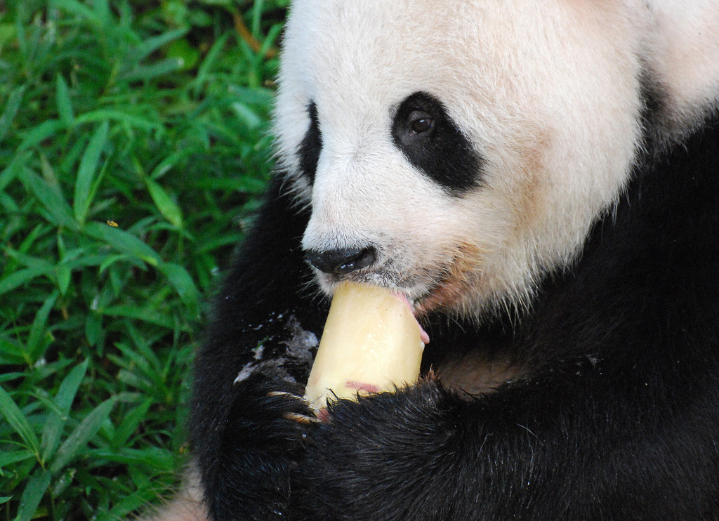 giantpandaphotos:  Tian Tian at the National Zoo in Washington D.C. on August 2,