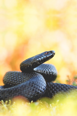 wearevanity:  Untamed Snake © 