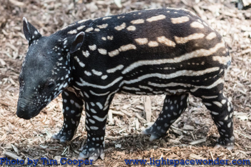 babytapirphotos:February 6: 31 days oldIf you enjoy my baby tapir photos, you should know that for e