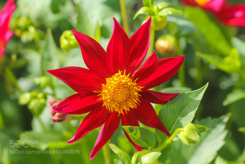 Flower by ivan_fotograf