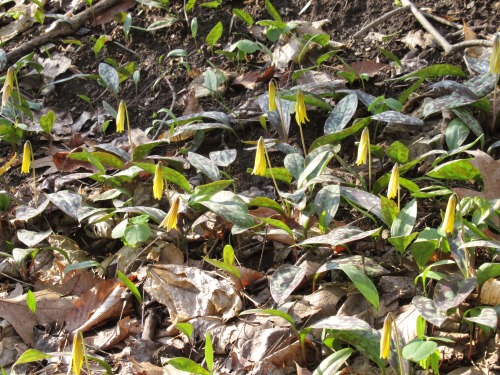 Trout lilies. Sometimes they nestle among the roots and look like specimens. Other times they grow i