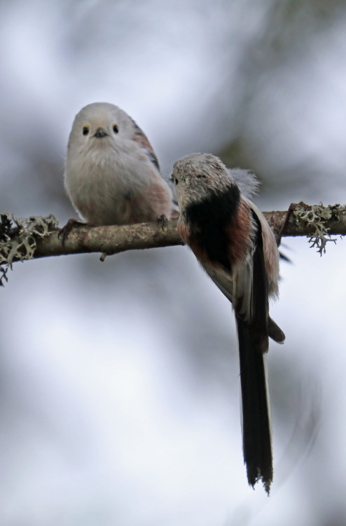 Love is in the air! Just look at these two adorable (but unfortunately badly lit) long-tailed tits.