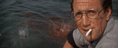 the-shark-diary-blog - The Shark Diary's