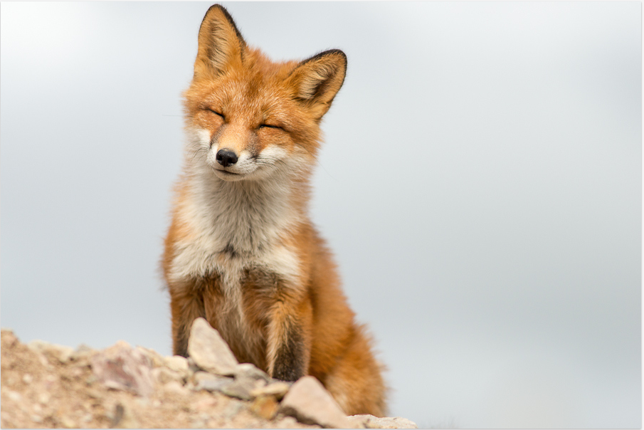 thelittleredfox:Happy foxes request.&lt;3