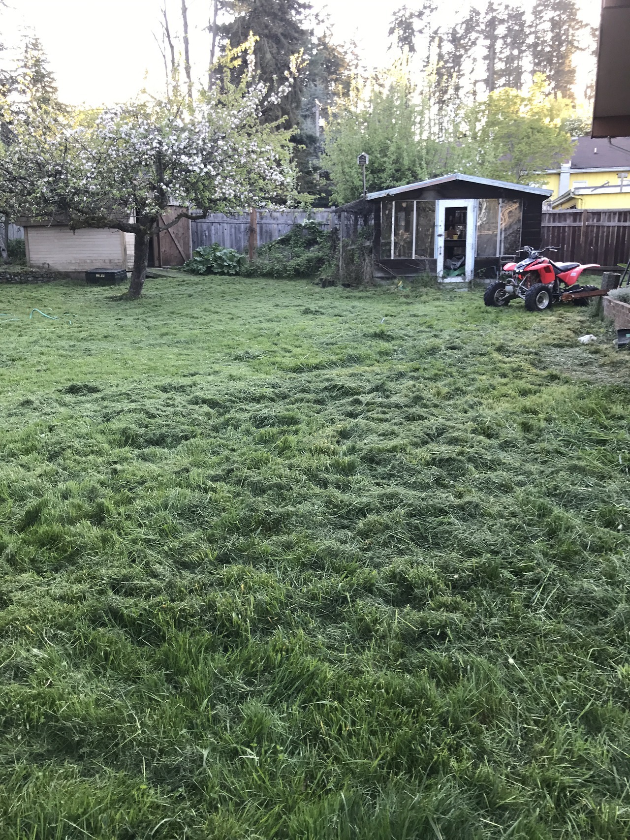 Tamed the jungle in the back yard today