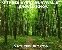 naturen3rd:  Survival Tips - Know Your Trees