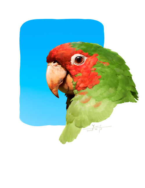 Parrots - Color Studies By NYM 