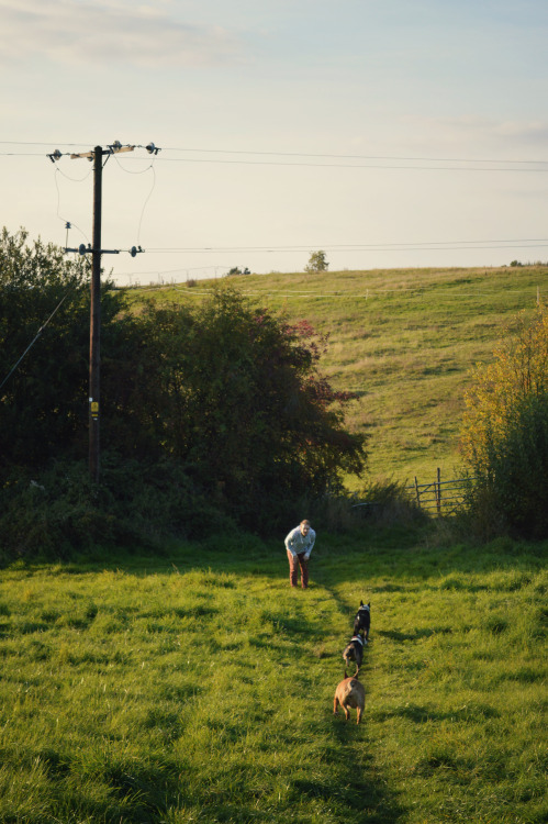 ofbullterriers:The hogs are all happy when they get to go out running in the fields!