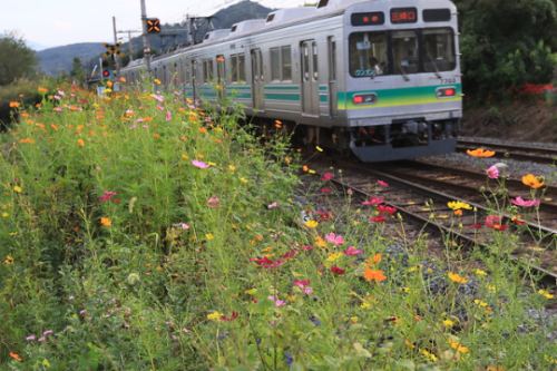 tokyoproxy: Cosmos (along railway) 秩父鉄道とコスモス