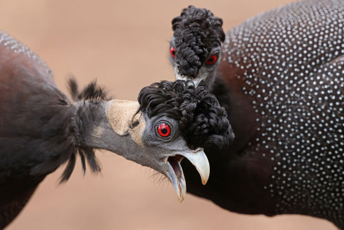 storyhearts-journey:  Crested guineafowls; Kruger National Park, South Africa. Richard Flack / Wildlife Photographer of the Year  