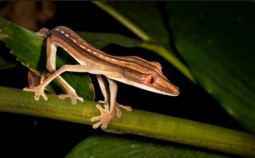 nature-and-biodiversity: Leaf-Tailed GeckosUroplatus