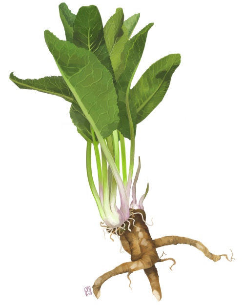 Wild Horseradish. A Spicy Root Found In The Spring.