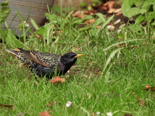 Curious Visitor.