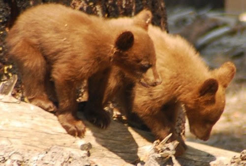 Spending #worldwildlifeday reminiscing about observing these Black Bear cubs in Yosemite National Pa