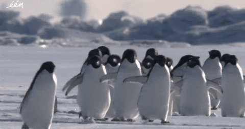 gale-of-the-nomads:penguinlove1001:It’s Friday!!Today’s penguin post features some adorably clumsy p