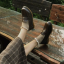 folkloreads