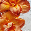 sweets1074-blog