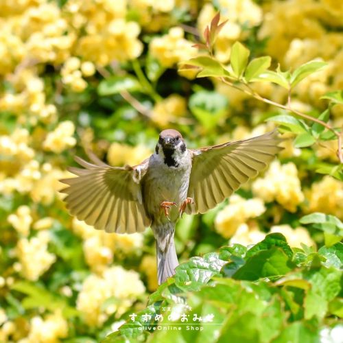 おひるぅ～#ちゅん活 #スズメ #sparrow #写真 #photo #photography #癒やし #healing#cutebird #instagramjapan #birdlov