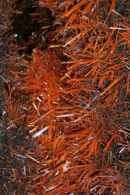 Crocoite in situ at the Adelaide Mine, Dundas, Tasmania