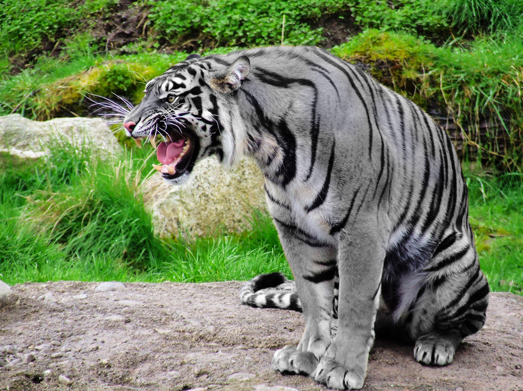 cryptid-wendigo:  The Maltese Tiger, or Blue Tiger, is a proposed color variant of