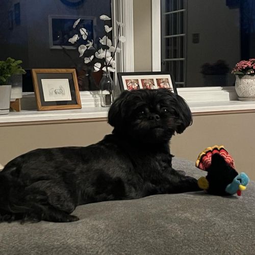 <p>Lester here. How’s your Monday?</p>

<p>#shihtzu #shihtzusofinstagram #blackdog #lesterpawfus  (at Ridgetop, Tennessee)<br/>
<a href="https://www.instagram.com/p/Cb7uzPWrrfB/?utm_medium=tumblr">https://www.instagram.com/p/Cb7uzPWrrfB/?utm_medium=tumblr</a></p>