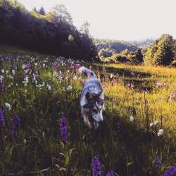 A Dog & His Best Friend