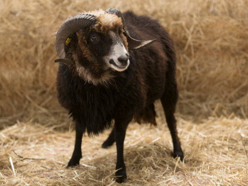 Is this not a beautiful sheep?(photo from HERE by Luisma Murias)