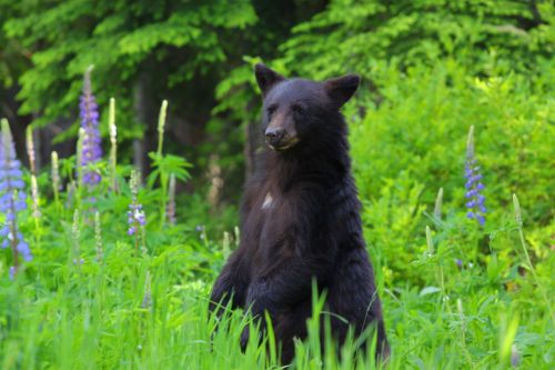 earthporn-org:
“Black Bear (Ursus Americanus)
”