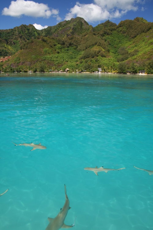 earth-song:  Multiple Black-Tip Reef Sharks by ~tcore   