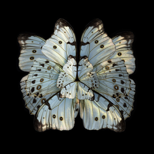 classicalbombshell:jedavu:Blooms of Insect Wings Created by Photographer Seb Janiak@asteria-of-mars 