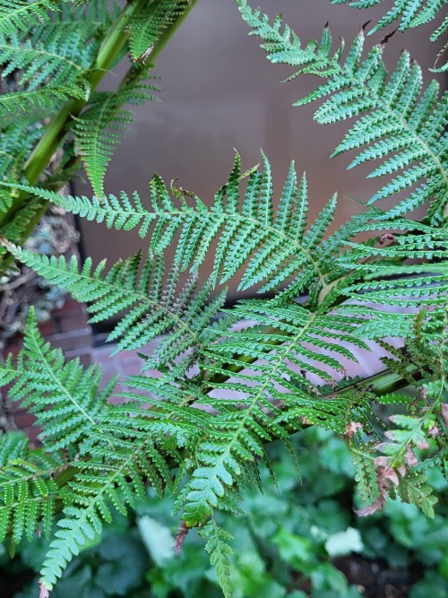 There Are FERNS?? That Grow Like TREES???? No Fucking Way 