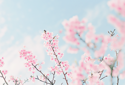 milkue:  Sakura Blooming [by **mog**] 