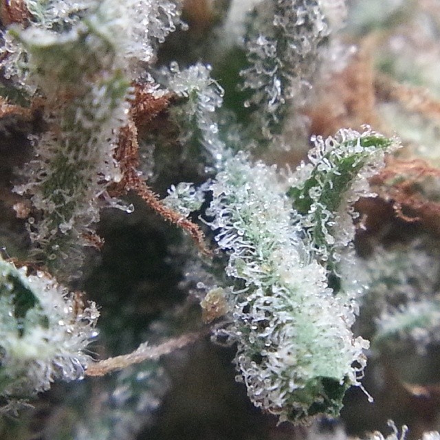 weedporndaily:  Almost forgot that its #macromonday Thought I’d give you a close