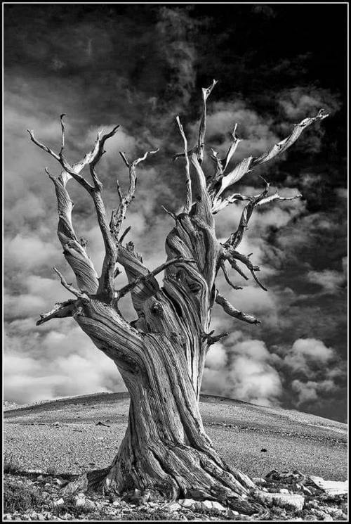 amazinglybeautifulphotography: Ancient Bristlecone Pine — White Mountains, California [OC] [612x912]