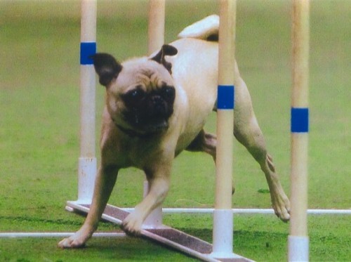 Your Opinion On Pugs/bulldogs/other Brachy Breeds