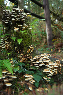 90377:    Forest Fungi by Andrea Moore   